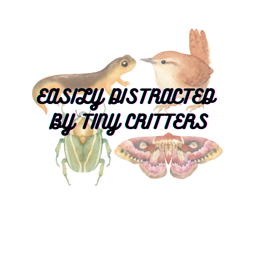 a moth, newt, beetle, and bird that says easily distracted by tiny critters